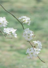 雨打梨花深闭门